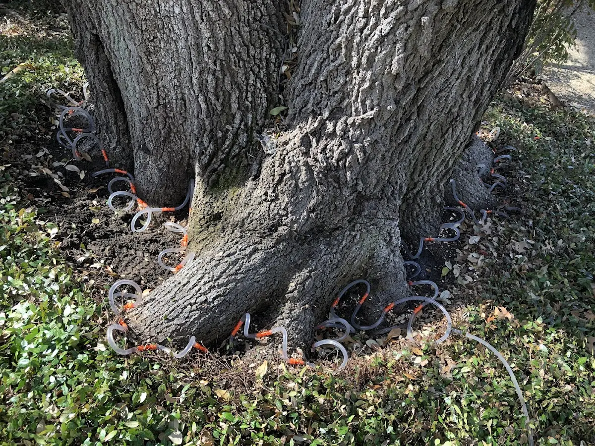 Detailed Tree Cabling and Bracing job site in Jacksons Gap
